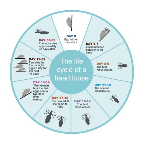 artemide lice|Head lice .